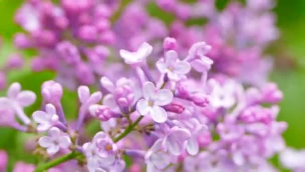 Flowering lilac branch — Stock Video