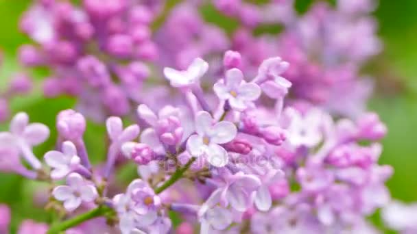 Flowering lilac branch — Stock Video