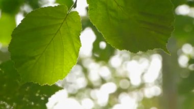 İki yaprak ve yapraklara arka plan olduğunu.