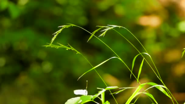 Der Hintergrund des Grashalms liegt im Wind. — Stockvideo