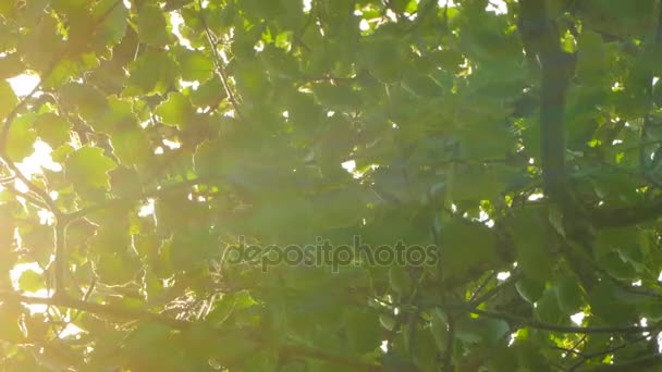 Achtergrond van de bladeren van de boom en zonlicht. — Stockvideo