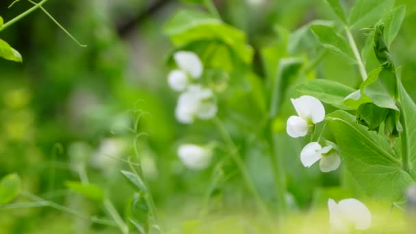 Bloeiende podded erwten — Stockvideo