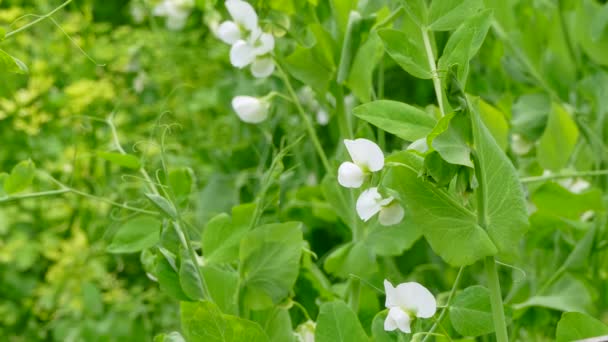 Bloei podded doperwtjes — Stockvideo