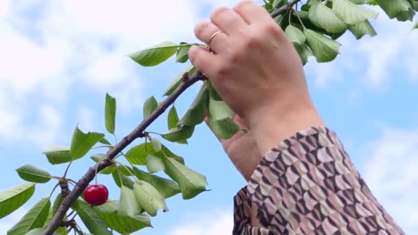 Branche de cerisier contre le ciel, récolte — Video