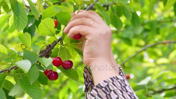 Žena sklizeň cherry — Stock video