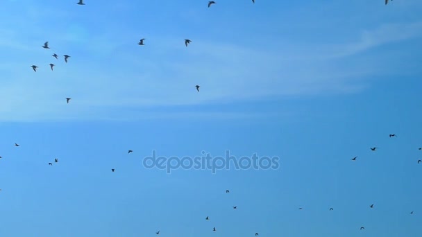 Mouvement lent, contre le ciel bleu vole un troupeau d'oiseaux noirs — Video