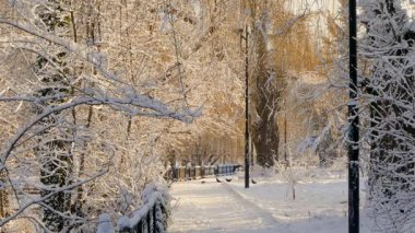 Kış park yolundaki Kuzgunlar akın