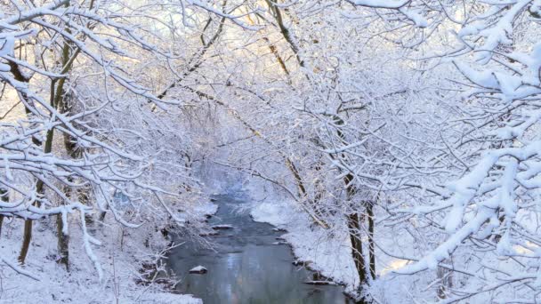 Gefrorene Bäume unter dem Schnee über dem Fluss — Stockvideo