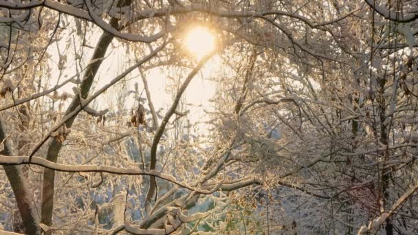 Nieve cae de las ramas de los árboles — Vídeo de stock