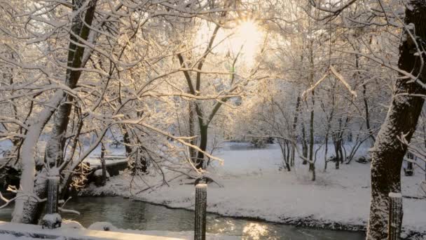In den Strahlen der Sonne auf den Bäumen schmilzt Schnee — Stockvideo