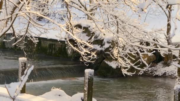 Χιόνι λιώνει στα δέντρα στον ήλιο — Αρχείο Βίντεο