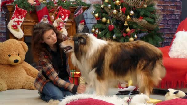 Meisje kammen de hond voor de vakantie — Stockvideo