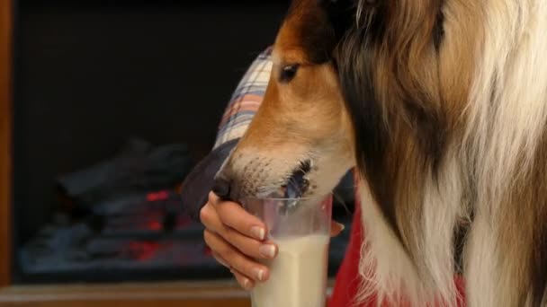 En hund dricker mjölk från ett glas. — Stockvideo