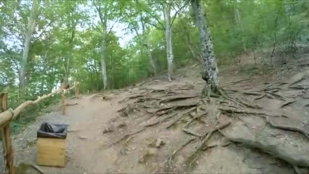 Odlade bergsväg i skogen. — Stockvideo