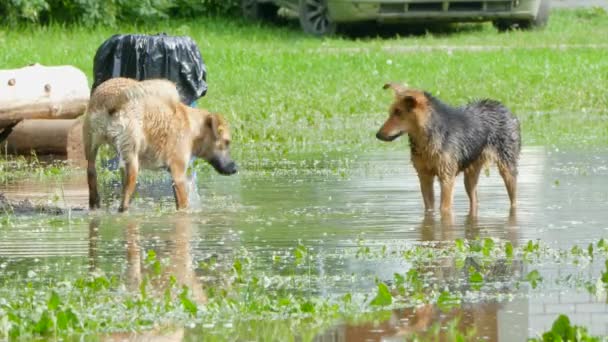 Dos perros callejeros juegan en la piscina del parque . — Vídeo de stock