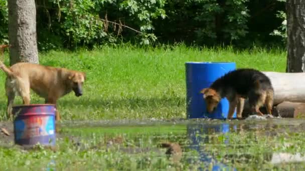 Två hundar drar en stor pinne — Stockvideo
