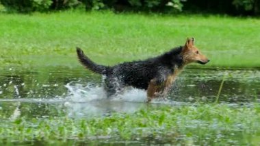 köpek frolic içinde Islak çimen