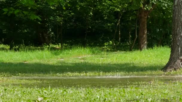 緑の草に水たまりに走り回る犬. — ストック動画