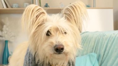 Büyük beyaz bir köpek kameraya benziyor.