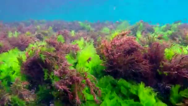 Sekawanan ikan bersembunyi di ganggang Stok Video Bebas Royalti