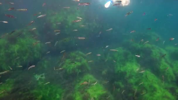 Een kudde van vis volgt een gemaskerde man in het water — Stockvideo