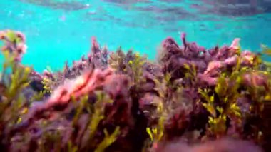 Deniz yosunu suyun altında dalgalardan saatlerini düzenler