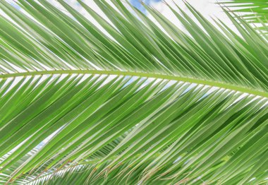 Palmiye yaprağı yeşil arkaplan