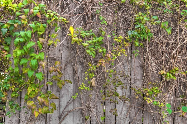 Hojas verdes pared de hiedra y valla de madera —  Fotos de Stock