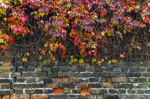 Röda och gula ivy creeper på husvägg tegel staket — Stockfoto