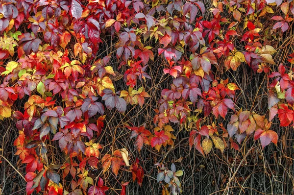 Röda och gula ivy creeper på staket husvägg — Stockfoto