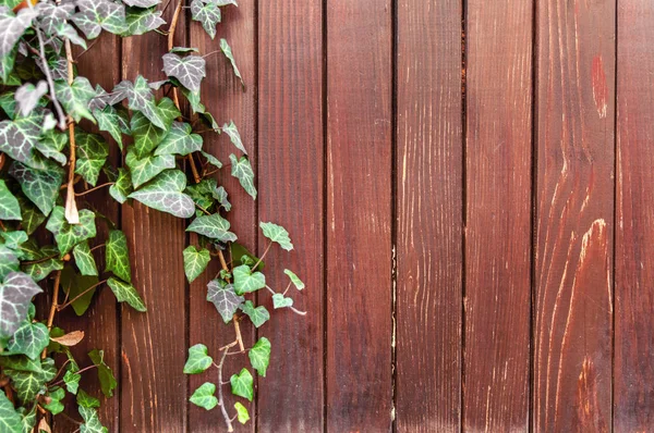 Enredadera de hiedra verde y cerca de madera roja —  Fotos de Stock