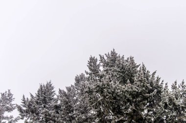 Çam ağacı çiftliğinde kar