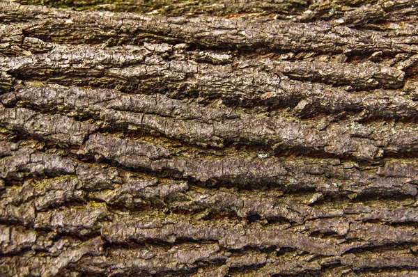 纹理树皮样式背景 — 图库照片