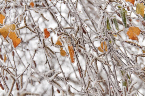 Foglie marroni gialle nel gelo — Foto Stock