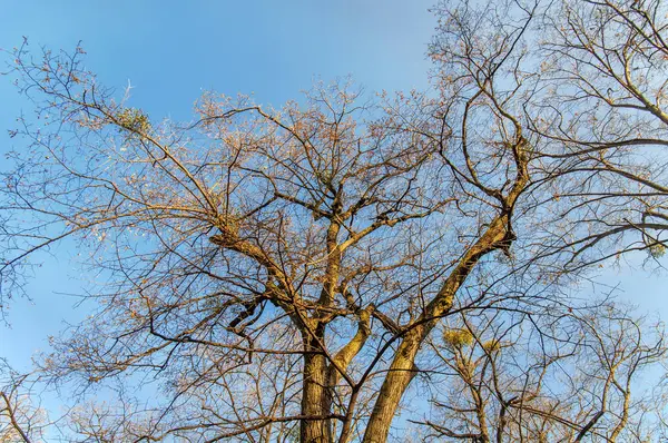 Herbst Baum an einem sonnigen Tag, Natur Hintergrund — Stockfoto