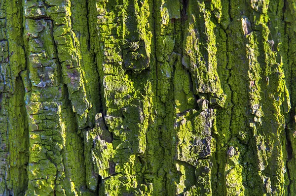 Casca árvore velho verde texturizado — Fotografia de Stock