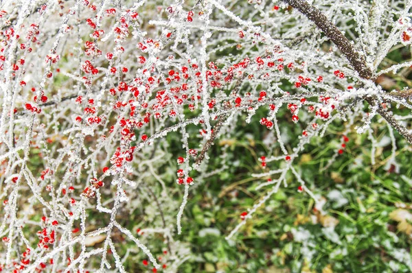 Primo piano di neve su grande ramo di foresta con bacche rosse — Foto Stock