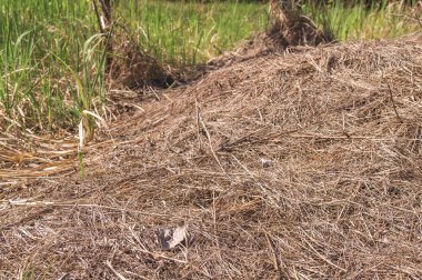 Saman, kuru saman, saman arka plan dokusu büyük alan