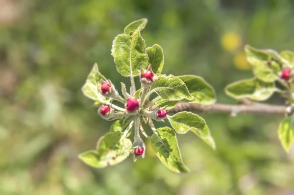 Ros botanik naturliga hepatica blomma sköt med grön bakgrund — Stockfoto