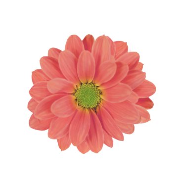 Güzel arka plan üzerinde beyaz izole pembe papatya çiçek