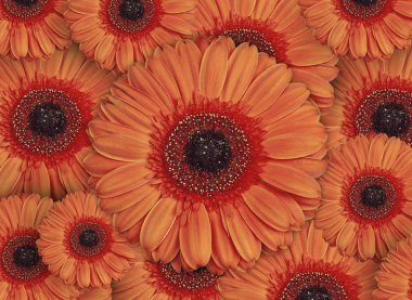 Güzel kırmızı Gerbera çiçek çiçek bahçesinde