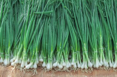 Taze sağlıklı bio pırasa çiftçi tarım Pazar sabahı 