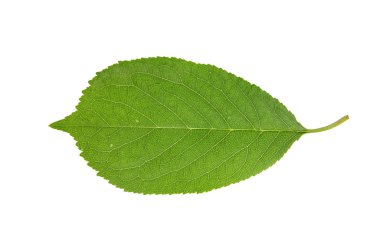 Yeşil bahar beyaz kiraz ağacı yaprak izole
