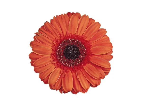 Mooie rode Gerbera bloem bloesem geïsoleerd op wit — Stockfoto