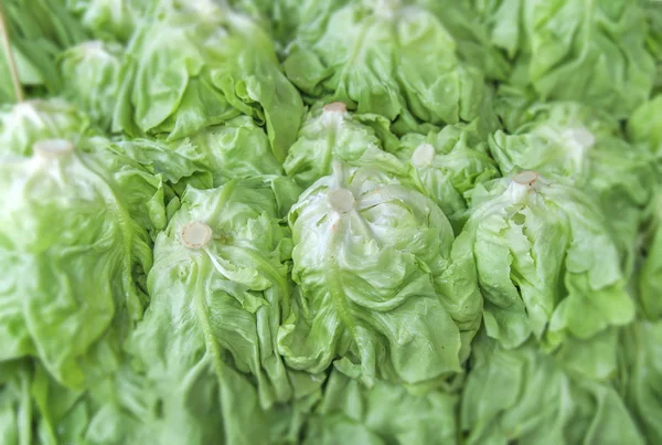 Salade de verdure bio Butterhead sur le marché — Photo