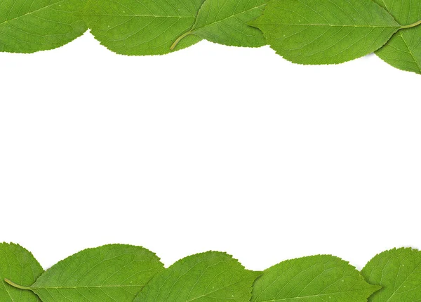 Frame made of green spring cherry tree leaf — Stock Photo, Image