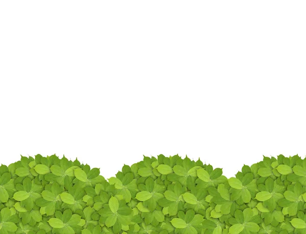 Hojas verdes con espacio de copia aislado en blanco — Foto de Stock