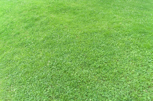 Groene getrimd gras veld achtergrond zomer natuur groen gazon — Stockfoto