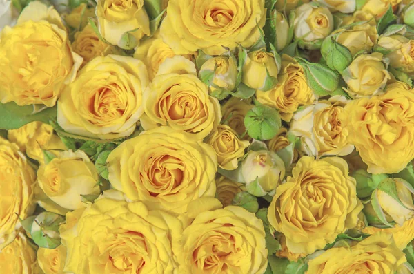Natural yellow roses beauty blooming bouquet decoration backgrou