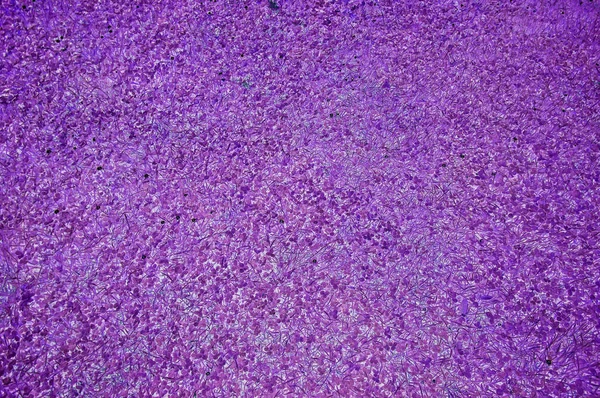 Viola astratto tagliato erba campo sfondo estate natura gre — Foto Stock